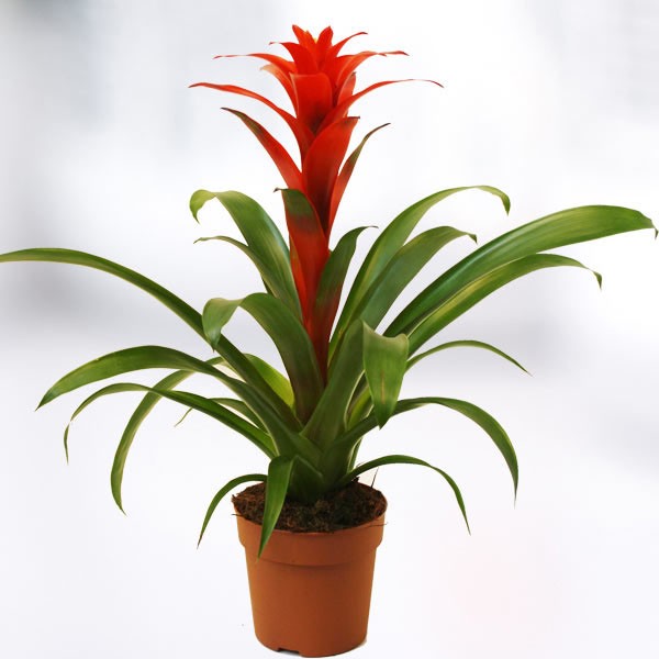 Guzmania 